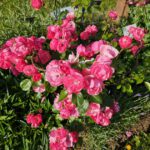 Rose 'Angela' im Staudenbeet 2 des Bamberger Bienengartens
