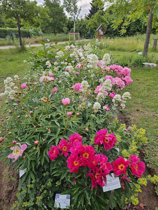 Schau-Pfingstrosenbeet im Bamberger Bienengarten