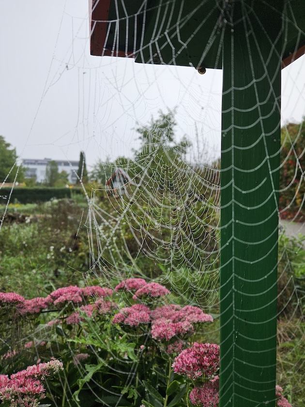 Spinnweben an der Nisthilfel im Bamberger Bienengarten