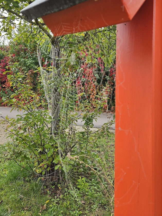 Spinnweben am Wildbienenhotel in Bamberger Bienengarten