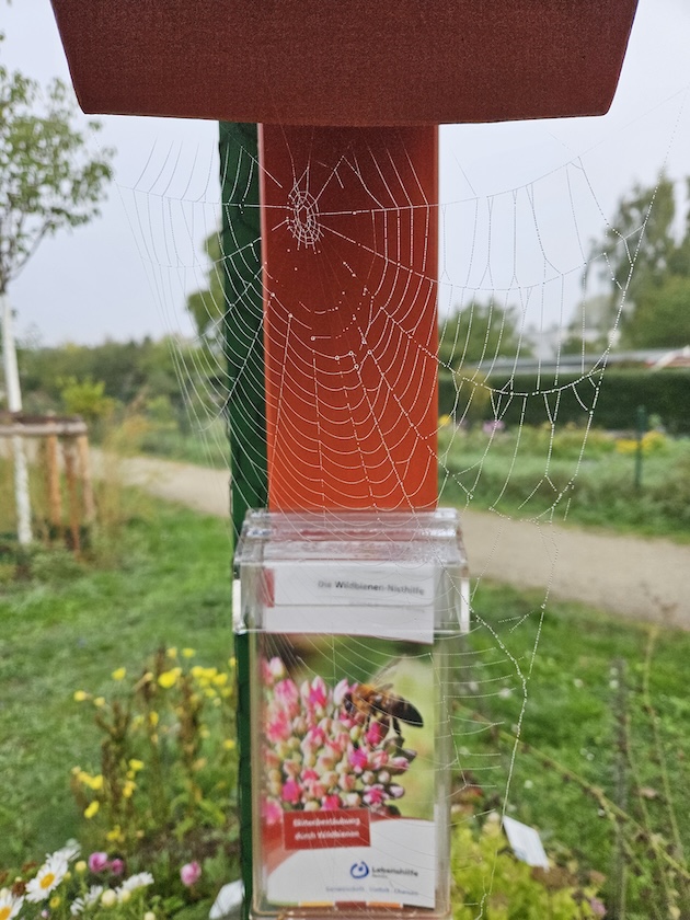 Spinnweben am Wildbienenhotel in Bamberger Bienengarten