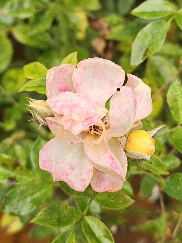 Ramblerrose Golden Age im Bamberger Bienengarten