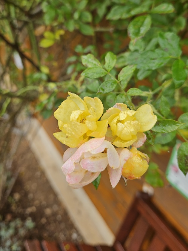 Ramblerrose Golden Age im Bamberger Bienengarten