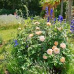 Rosenrondell 2 mit Rosa 'The Larc Ascending' im Bamberger Bienengarten