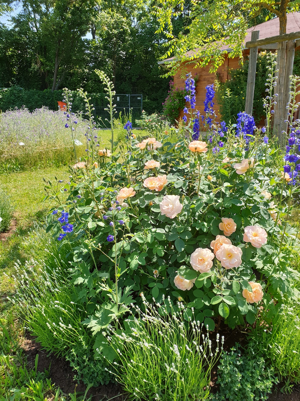Rosenrondell 2 mit Rosa 'The Larc Ascending' im Bamberger Bienengarten