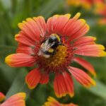Hummel an Kokardeblume (Papageienblume)