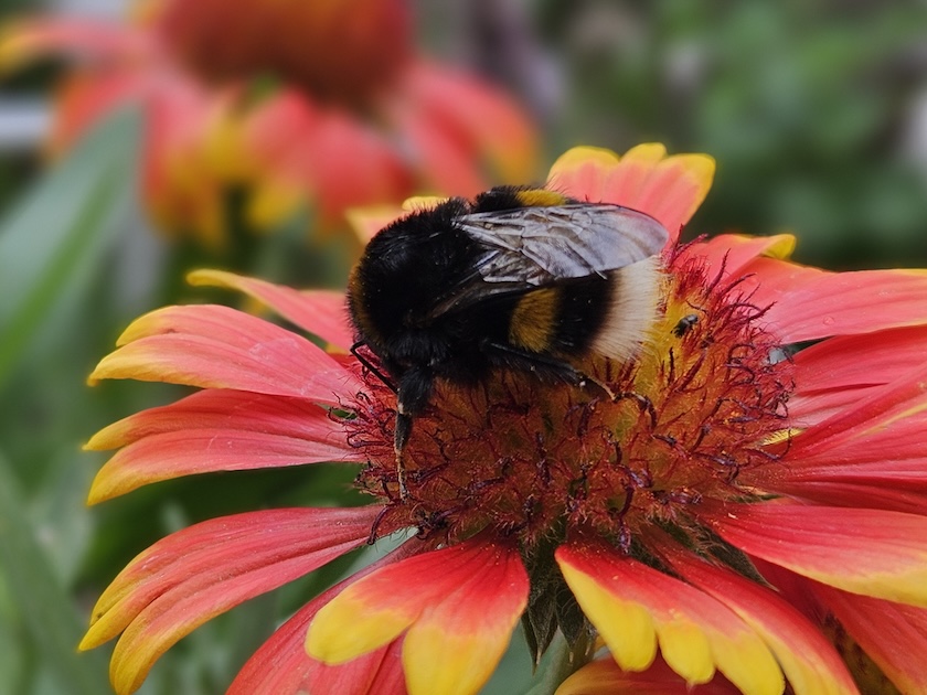 Hummel an Kokardeblume (Papageienblume)