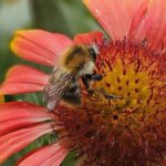 Wildbiene an Kokardeblume (Papageienblume)