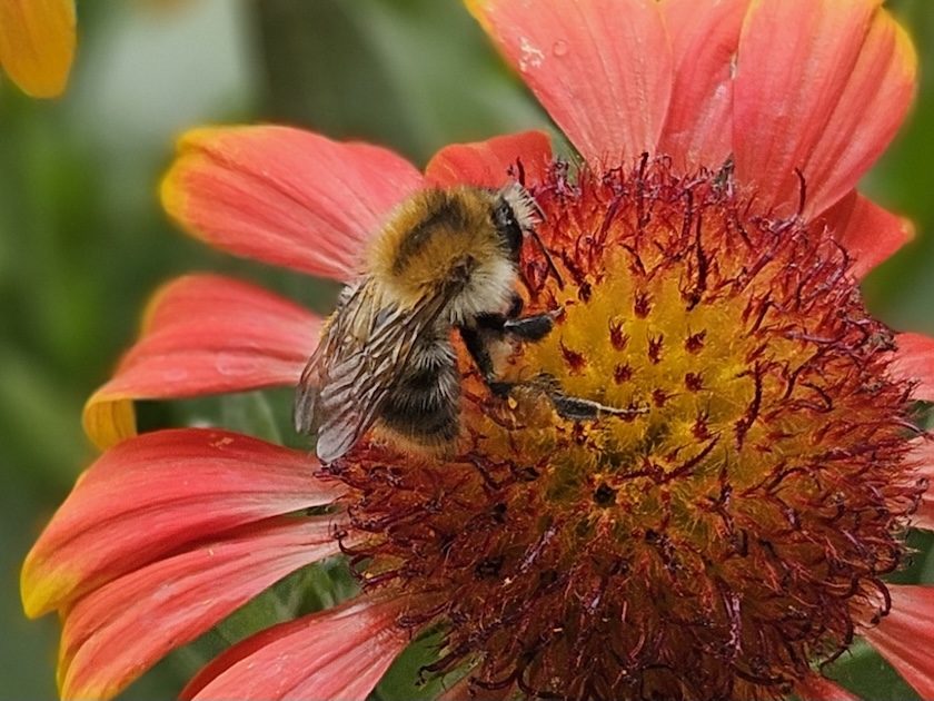 Wildbiene an Kokardeblume (Papageienblume)