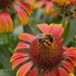 Wildbiene an Kokardeblume (Papageienblume)