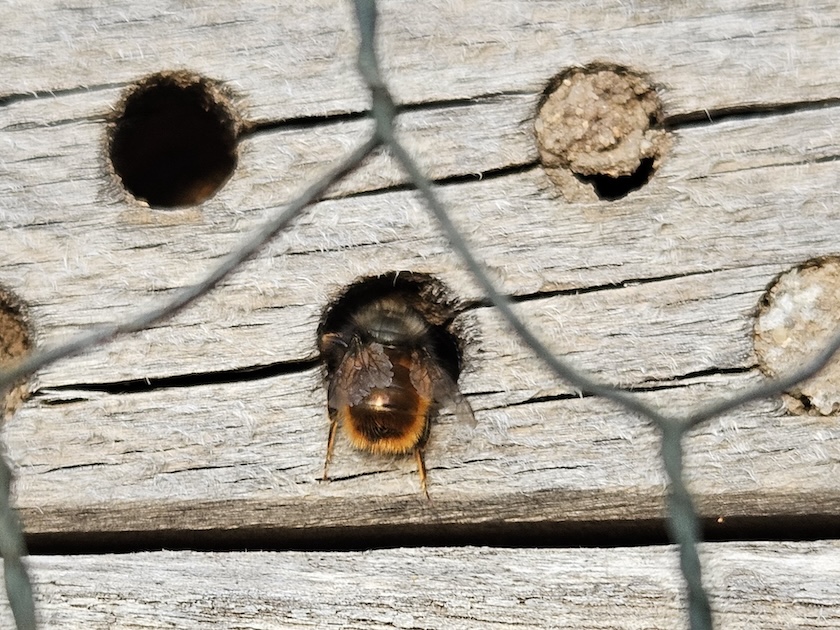 Wildbiene, rostrote Mauerbiene