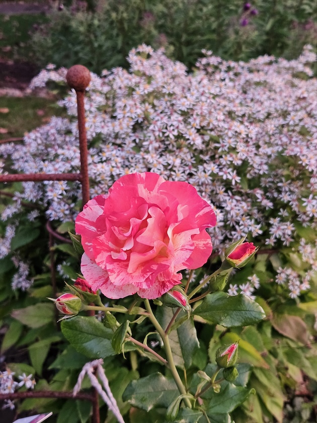 Malerrose 'Paul Gauguin' vor Waldaster im Bamberger Bienengarten