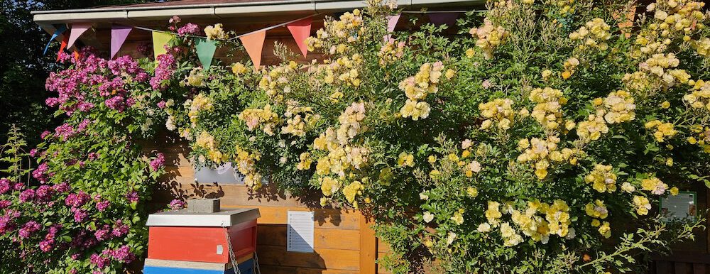 bienen-leben-in-bamberg.de