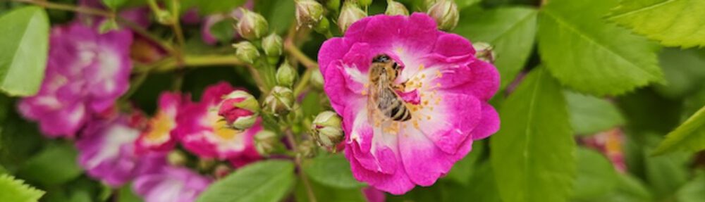 bienen-leben-in-bamberg.de