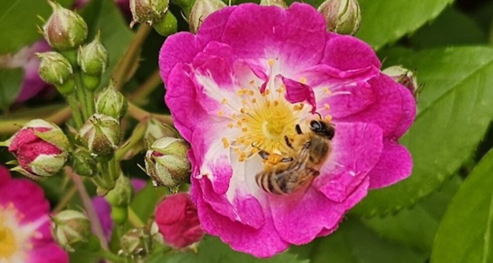 bienen-leben-in-bamberg.de