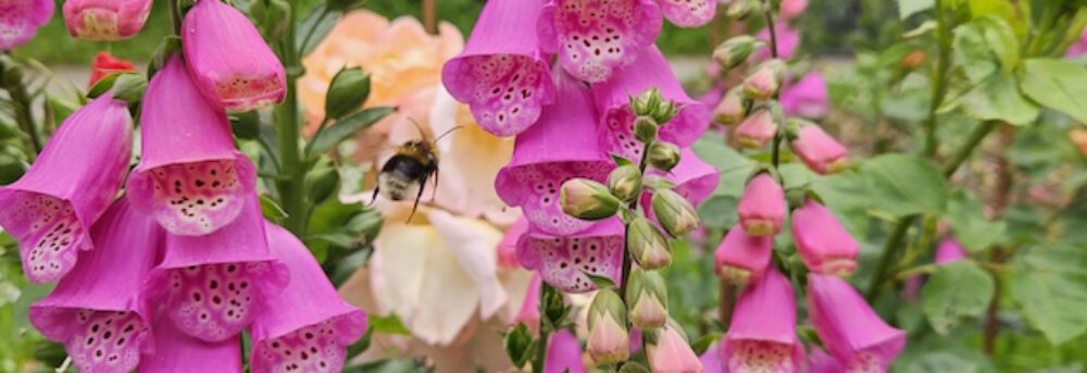 bienen-leben-in-bamberg.de