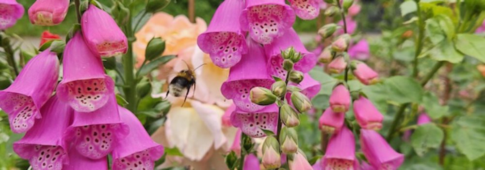 bienen-leben-in-bamberg.de