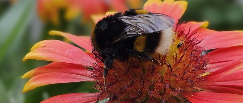 bienen-leben-in-bamberg.de