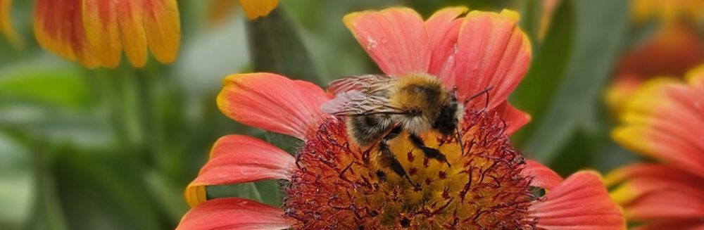bienen-leben-in-bamberg.de