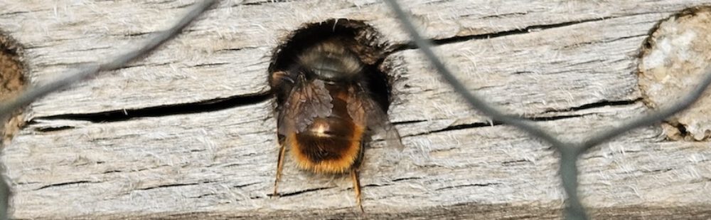 bienen-leben-in-bamberg.de