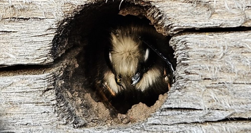 bienen-leben-in-bamberg.de