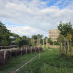 Heidelsteigpark im Bamberger Osten, hervorgegangen aus dem Modellprojekt "MitmachKlima"