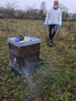 Oxalsäurebehandlung, Restentmilbung (BLIB-Imkerkurs für Anfänger AK25, Modul 12)