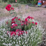 Rosenrondell 1 mit Roter Korsar und Lavendel 'Nana alba' im Bamberger Bienengarten