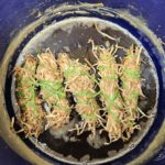 Grillanzünder aus Holzwolle und Altwachs