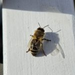 Frühjahrsputz im Bienengarten Bamberg