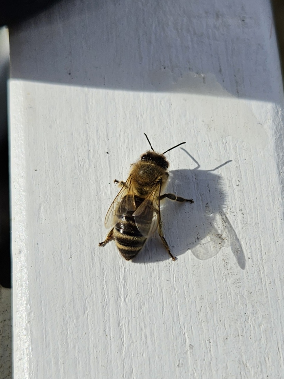 Frühjahrsputz im Bienengarten Bamberg