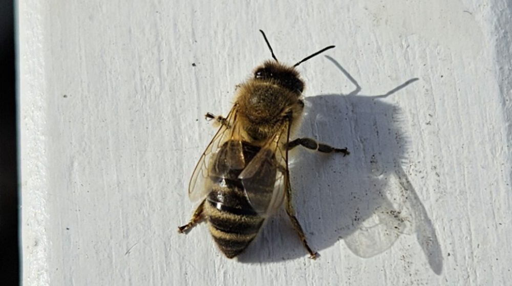 bienen-leben-in-bamberg.de