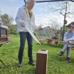 AK26 Modul 4 und Modul 5 im Imkeranfängerkurs von Bienen-leben-in-Bamberg.de zu Honigraumerweiterung, Ablegerbildung; Schwarmverhinderung durch Weiselzellenkontrolle und Drohnenbrutschneiden