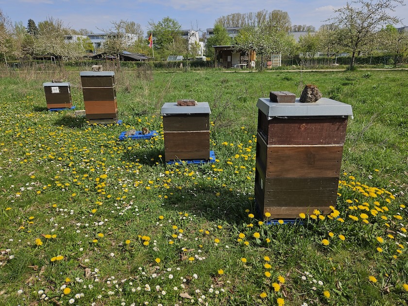 AK26 Modul 4 und Modul 5 im Imkeranfängerkurs von Bienen-leben-in-Bamberg.de zu Honigraumerweiterung, Ablegerbildung; Schwarmverhinderung durch Weiselzellenkontrolle und Drohnenbrutschneiden
