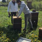 AK26 Modul 4 und Modul 5 im Imkeranfängerkurs von Bienen-leben-in-Bamberg.de zu Honigraumerweiterung, Ablegerbildung; Schwarmverhinderung durch Weiselzellenkontrolle und Drohnenbrutschneiden