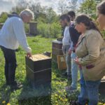 AK26 Modul 4 und Modul 5 im Imkeranfängerkurs von Bienen-leben-in-Bamberg.de zu Honigraumerweiterung, Ablegerbildung; Schwarmverhinderung durch Weiselzellenkontrolle und Drohnenbrutschneiden