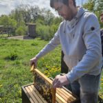 AK26 Modul 4 und Modul 5 im Imkeranfängerkurs von Bienen-leben-in-Bamberg.de zu Honigraumerweiterung, Ablegerbildung; Schwarmverhinderung durch Weiselzellenkontrolle und Drohnenbrutschneiden