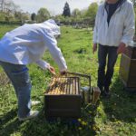 AK26 Modul 4 und Modul 5 im Imkeranfängerkurs von Bienen-leben-in-Bamberg.de zu Honigraumerweiterung, Ablegerbildung; Schwarmverhinderung durch Weiselzellenkontrolle und Drohnenbrutschneiden