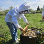 AK26 Modul 4 und Modul 5 im Imkeranfängerkurs von Bienen-leben-in-Bamberg.de zu Honigraumerweiterung, Ablegerbildung; Schwarmverhinderung durch Weiselzellenkontrolle und Drohnenbrutschneiden