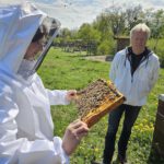 AK26 Modul 4 und Modul 5 im Imkeranfängerkurs von Bienen-leben-in-Bamberg.de zu Honigraumerweiterung, Ablegerbildung; Schwarmverhinderung durch Weiselzellenkontrolle und Drohnenbrutschneiden