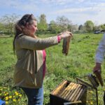AK26 Modul 4 und Modul 5 im Imkeranfängerkurs von Bienen-leben-in-Bamberg.de zu Honigraumerweiterung, Ablegerbildung; Schwarmverhinderung durch Weiselzellenkontrolle und Drohnenbrutschneiden