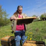 AK26 Modul 4 und Modul 5 im Imkeranfängerkurs von Bienen-leben-in-Bamberg.de zu Honigraumerweiterung, Ablegerbildung; Schwarmverhinderung durch Weiselzellenkontrolle und Drohnenbrutschneiden