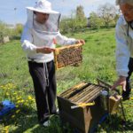 AK26 Modul 4 und Modul 5 im Imkeranfängerkurs von Bienen-leben-in-Bamberg.de zu Honigraumerweiterung, Ablegerbildung; Schwarmverhinderung durch Weiselzellenkontrolle und Drohnenbrutschneiden