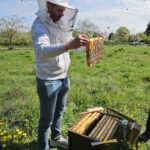 AK26 Modul 4 und Modul 5 im Imkeranfängerkurs von Bienen-leben-in-Bamberg.de zu Honigraumerweiterung, Ablegerbildung; Schwarmverhinderung durch Weiselzellenkontrolle und Drohnenbrutschneiden