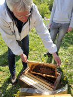 AK26 Modul 4 und Modul 5 im Imkeranfängerkurs von Bienen-leben-in-Bamberg.de zu Honigraumerweiterung, Ablegerbildung; Schwarmverhinderung durch Weiselzellenkontrolle und Drohnenbrutschneiden