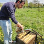 AK26 Modul 4 und Modul 5 im Imkeranfängerkurs von Bienen-leben-in-Bamberg.de zu Honigraumerweiterung, Ablegerbildung; Schwarmverhinderung durch Weiselzellenkontrolle und Drohnenbrutschneiden