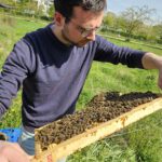 AK26 Modul 4 und Modul 5 im Imkeranfängerkurs von Bienen-leben-in-Bamberg.de zu Honigraumerweiterung, Ablegerbildung; Schwarmverhinderung durch Weiselzellenkontrolle und Drohnenbrutschneiden