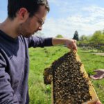 AK26 Modul 4 und Modul 5 im Imkeranfängerkurs von Bienen-leben-in-Bamberg.de zu Honigraumerweiterung, Ablegerbildung; Schwarmverhinderung durch Weiselzellenkontrolle und Drohnenbrutschneiden