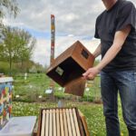 AK26 Modul 4 und Modul 5 im Imkeranfängerkurs von Bienen-leben-in-Bamberg.de zu Honigraumerweiterung, Ablegerbildung; Schwarmverhinderung durch Weiselzellenkontrolle und Drohnenbrutschneiden