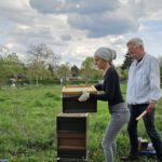 AK26 Modul 4 und Modul 5 im Imkeranfängerkurs von Bienen-leben-in-Bamberg.de zu Honigraumerweiterung, Ablegerbildung; Schwarmverhinderung durch Weiselzellenkontrolle und Drohnenbrutschneiden